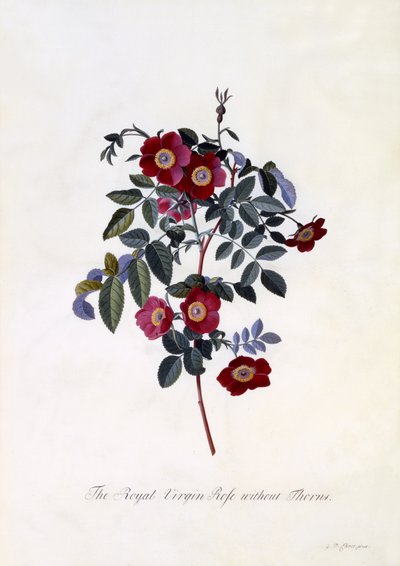 La rosa virgen real sin espinas, c.1745 de Georg Dionysius Ehret